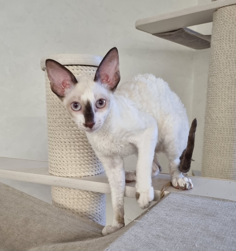 Savoiardi Elemani Dream - Kitten cornish rex 3 months 1 week