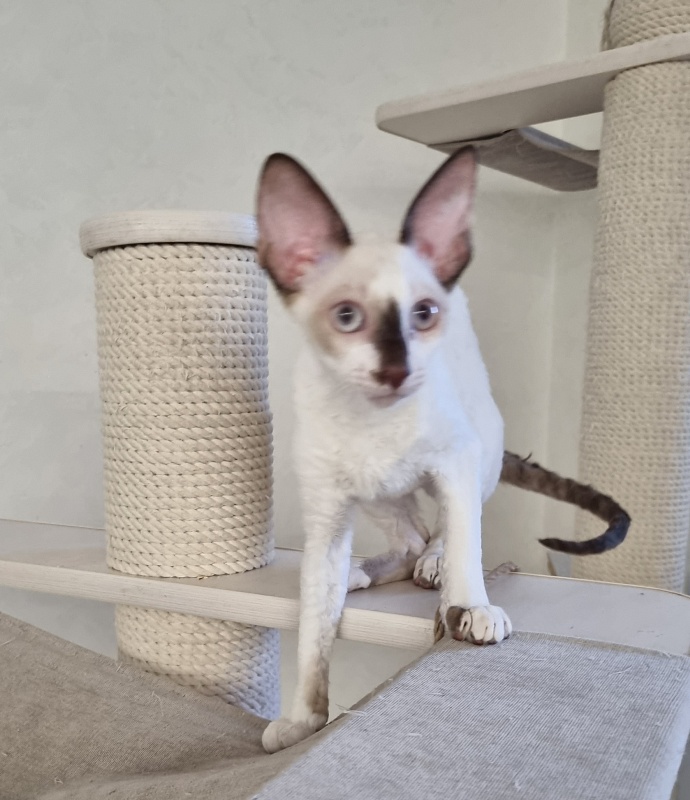 Savoiardi Elemani Dream - Kitten cornish rex 3 months 1 week