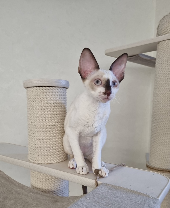 Savoiardi Elemani Dream - Kitten cornish rex 3 months 1 week