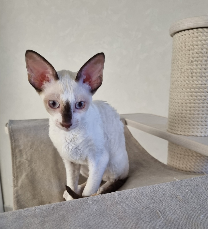 Savoiardi Elemani Dream - Kitten cornish rex 3 months 1 week