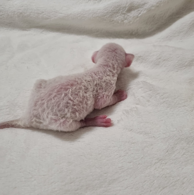 Savoiardi Elemani Dream - Kitten cornish rex