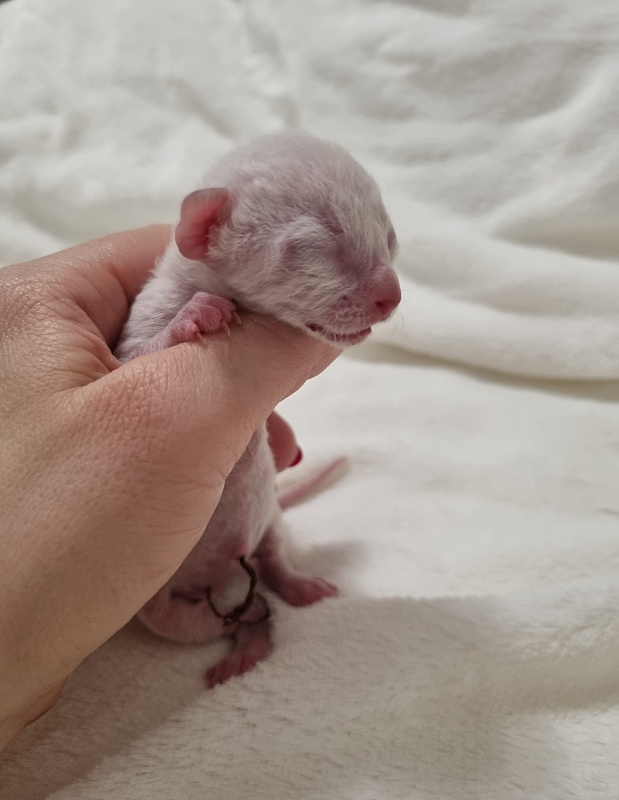 Savoiardi Elemani Dream - Kitten cornish rex