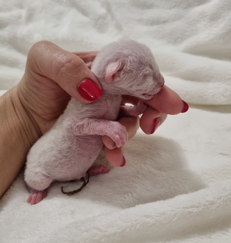 Savoiardi Elemani Dream - Kitten cornish rex