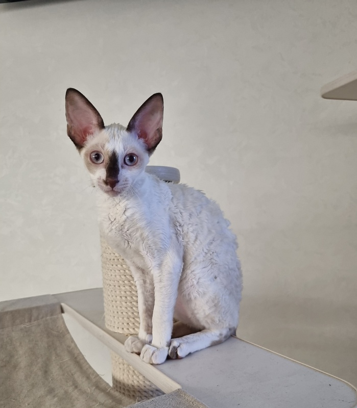 Savoiardi Elemani Dream - Kitten cornish rex 3 months 1 week