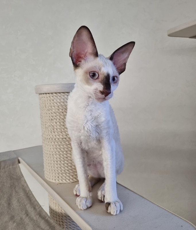 Savoiardi Elemani Dream - Kitten cornish rex 3 months 1 week