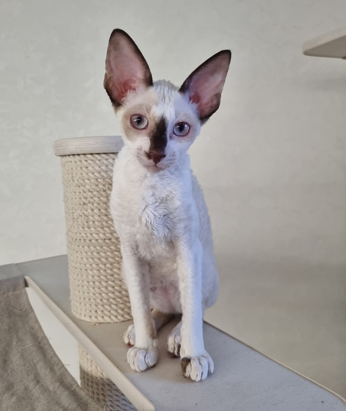 Savoiardi Elemani Dream - Kitten cornish rex 3 months 1 week