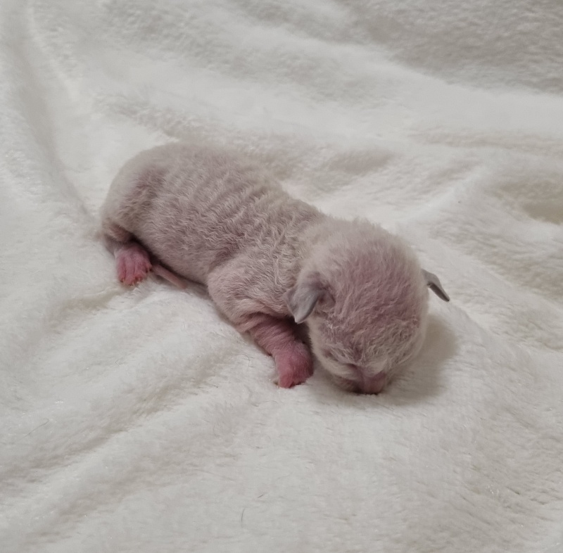 Salvia Elemani Dream - Kitten cornish rex