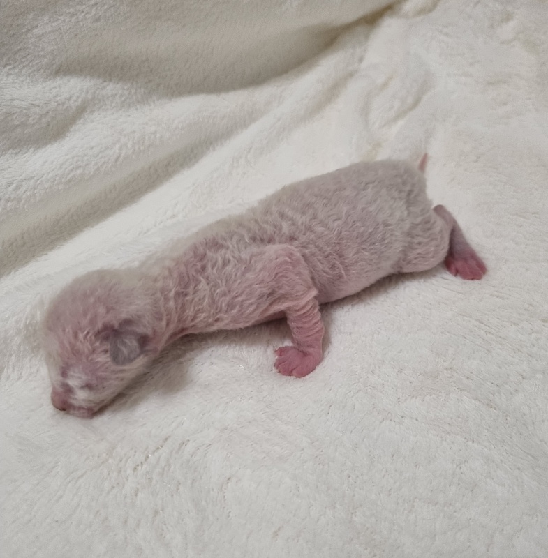 Salvia Elemani Dream - Kitten cornish rex