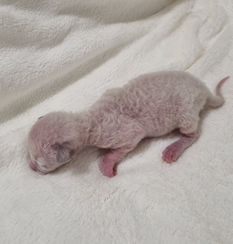 Salvia Elemani Dream - Kitten cornish rex