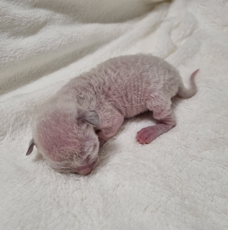 Salvia Elemani Dream - Kitten cornish rex