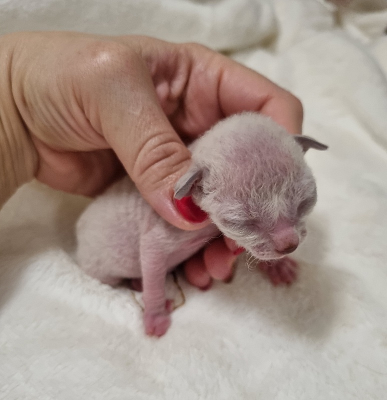 Salvia Elemani Dream - Kitten cornish rex