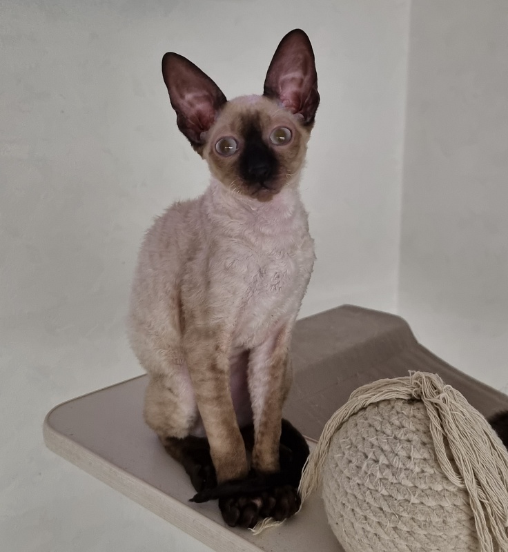 Salvia Elemani Dream - Kitten cornish rex 3 months 3 weeks