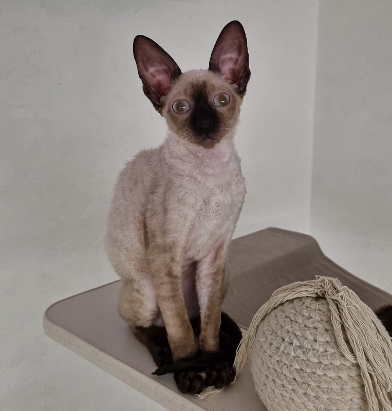 Salvia Elemani Dream - Kitten cornish rex 3 months 3 weeks