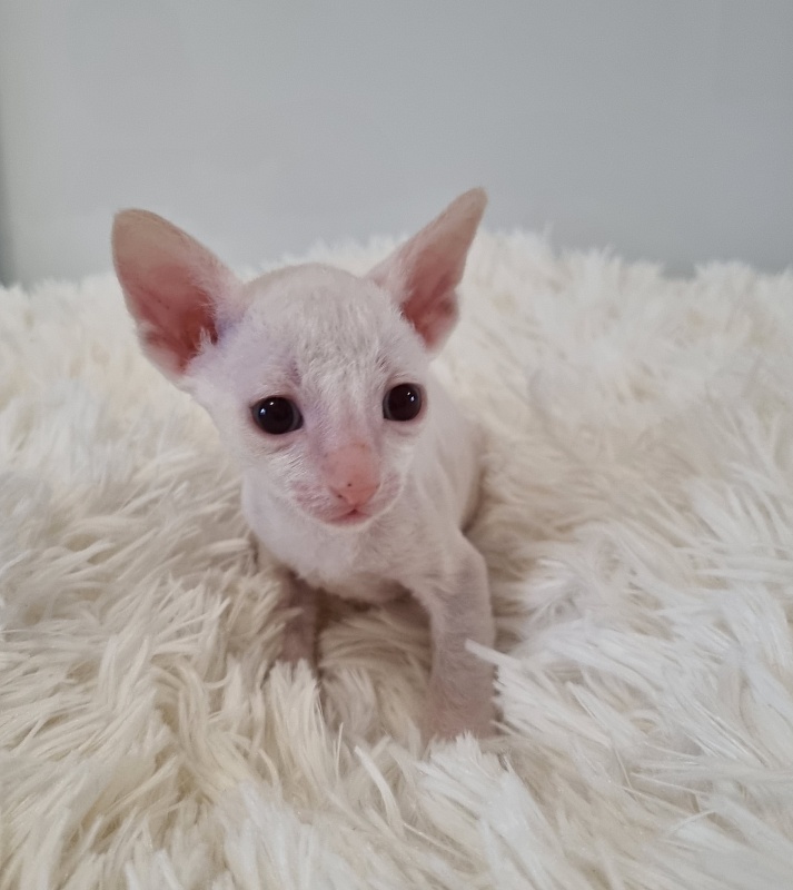 Trifle Elemani Dream - Kitten cornish rex 1 month