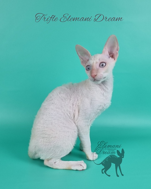 Trifle Elemani Dream - Kitten cornish rex 3 months 3 weeks