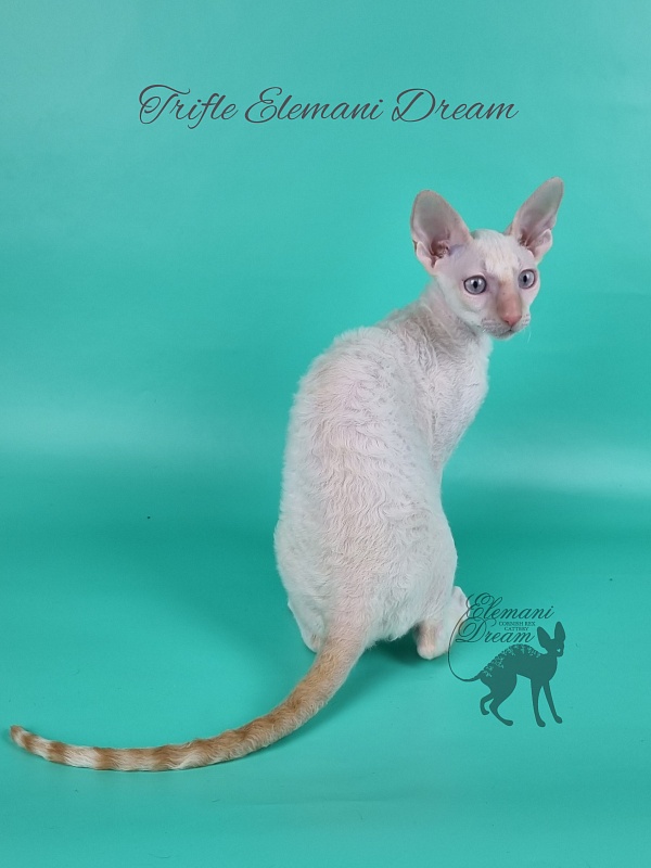 Trifle Elemani Dream - Kitten cornish rex 3 months 3 weeks