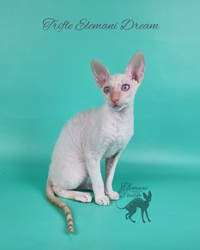 Trifle Elemani Dream - Kitten cornish rex 3 months 3 weeks