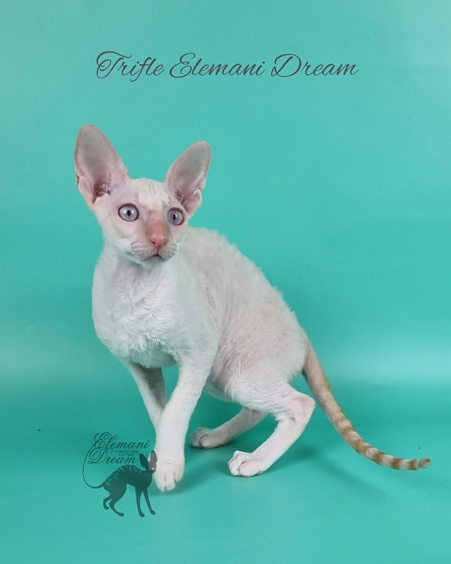 Trifle Elemani Dream - Kitten cornish rex 3 months 3 weeks