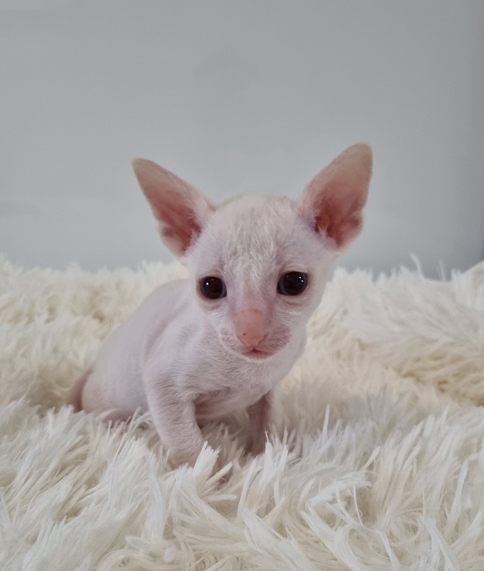 Trifle Elemani Dream - Kitten cornish rex 1 month