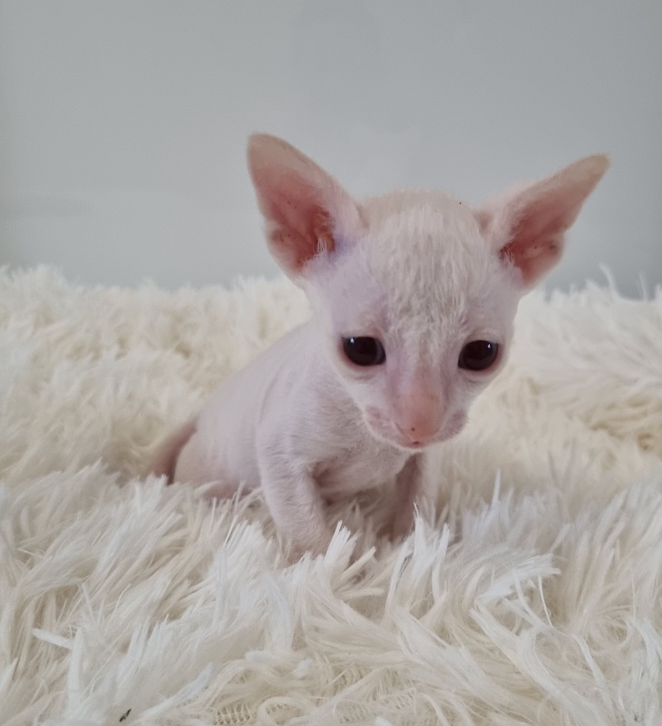 Trifle Elemani Dream - Kitten cornish rex 1 month
