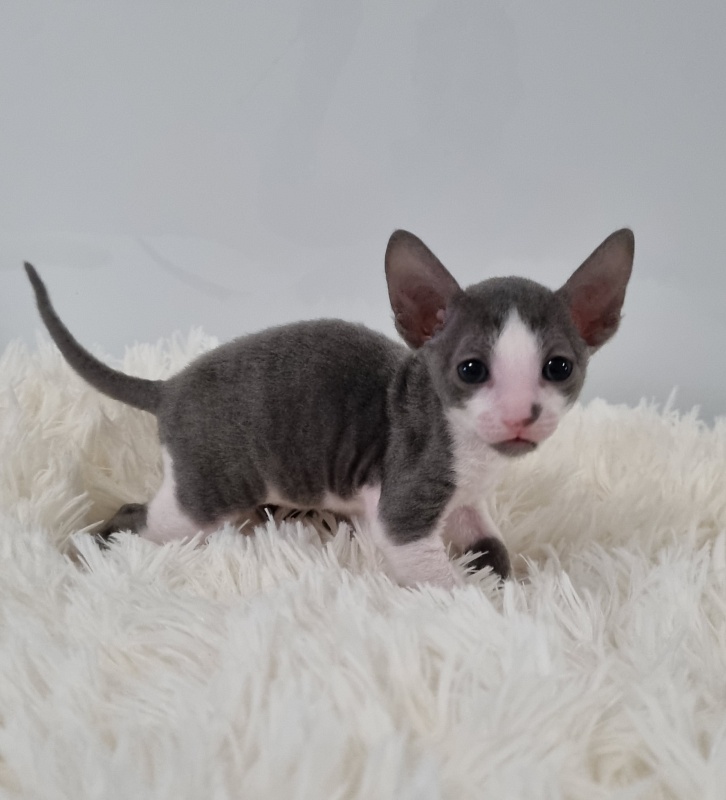 Truffle Elemani Dream - Kitten cornish rex 1 month