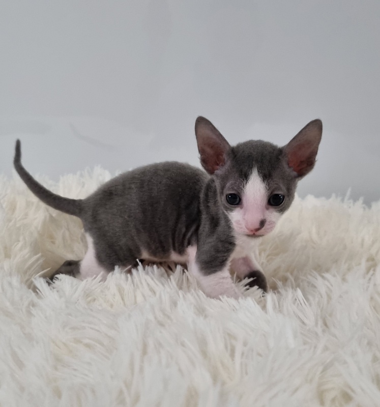 Truffle Elemani Dream - Kitten cornish rex 1 month