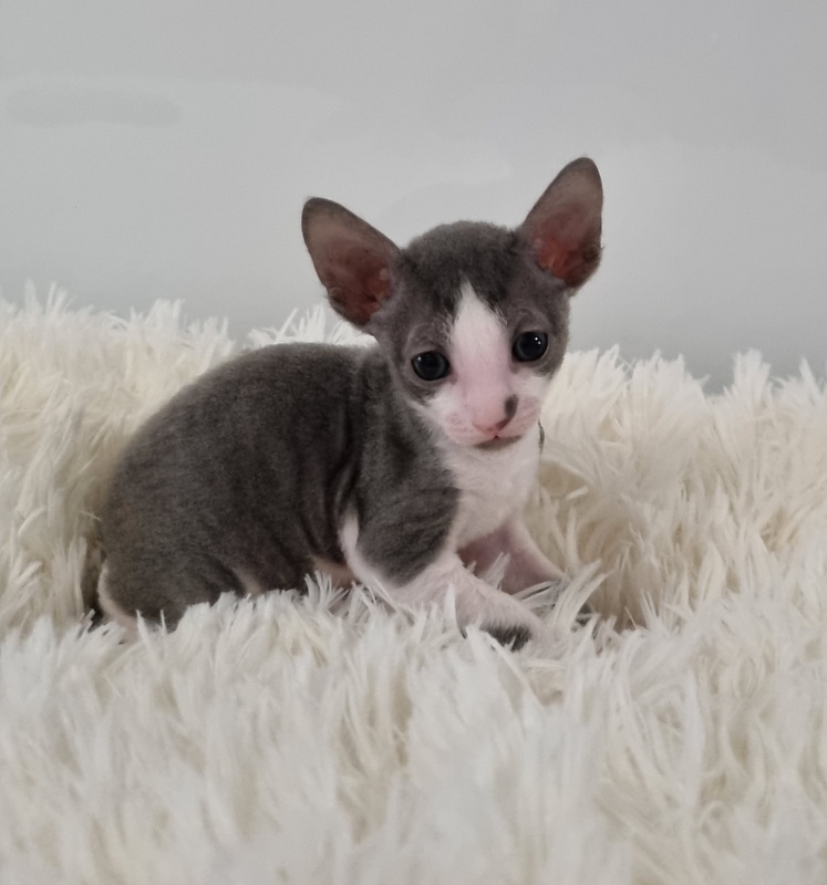 Truffle Elemani Dream - Kitten cornish rex 1 month