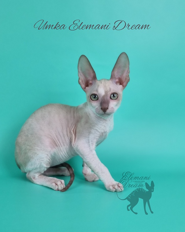 Umka Elemani Dream - Котенок корниш-рекс 2 месяца 1 неделя