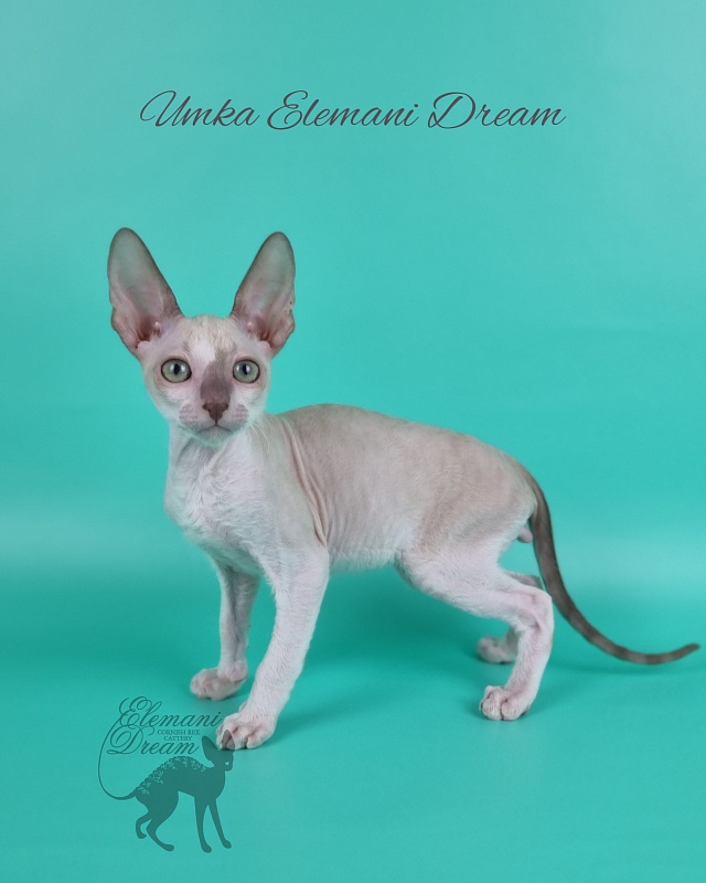 Umka Elemani Dream - Котенок корниш-рекс 2 месяца 1 неделя