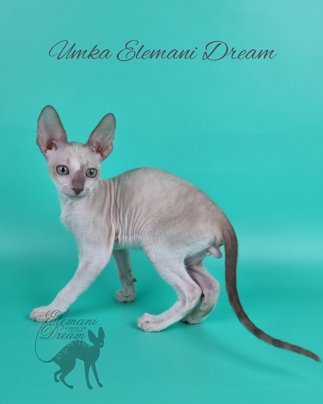 Umka Elemani Dream - Котенок корниш-рекс 2 месяца 1 неделя