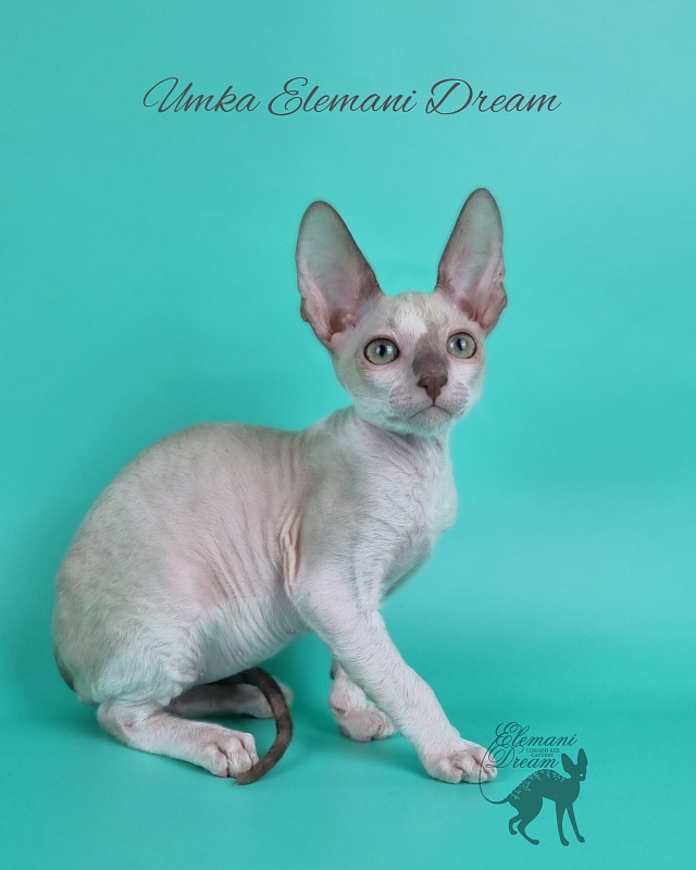 Umka Elemani Dream - Котенок корниш-рекс 2 месяца 1 неделя