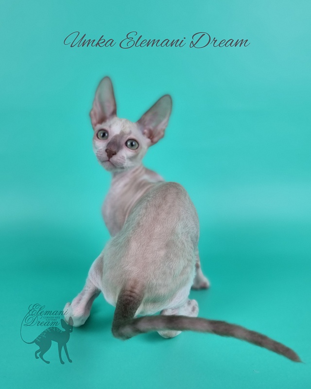 Umka Elemani Dream - Котенок корниш-рекс 2 месяца 1 неделя