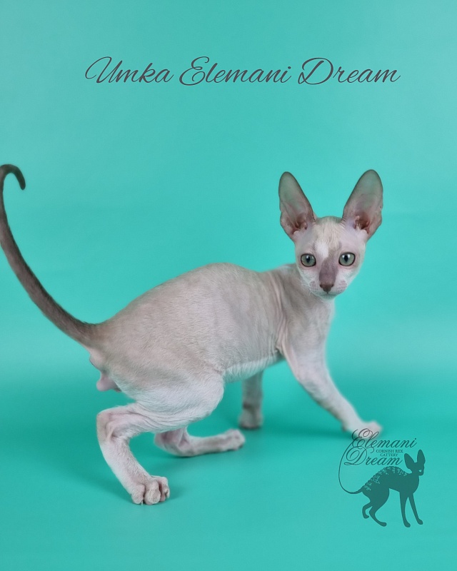 Umka Elemani Dream - Котенок корниш-рекс 2 месяца 1 неделя