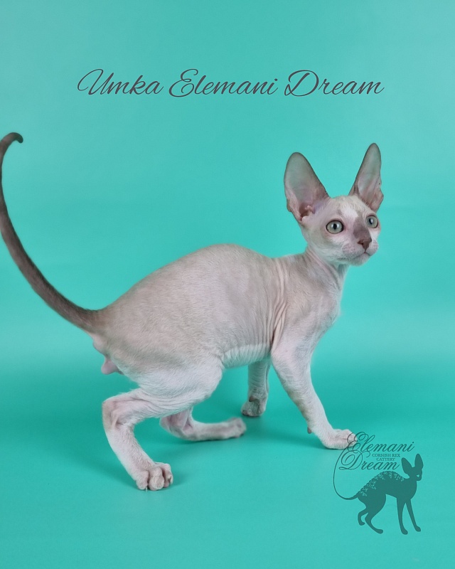 Umka Elemani Dream - Котенок корниш-рекс 2 месяца 1 неделя