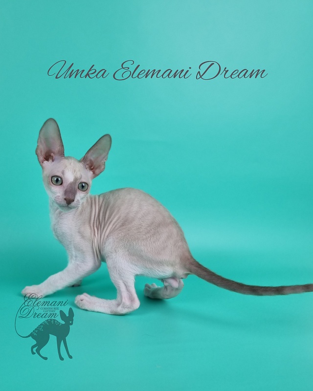 Umka Elemani Dream - Котенок корниш-рекс 2 месяца 1 неделя
