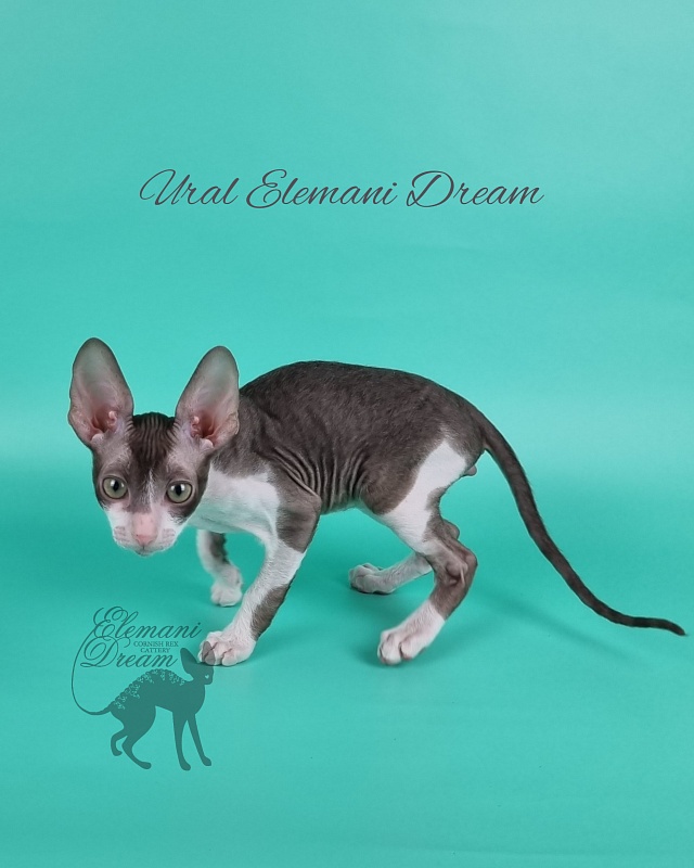 Ural Elemani Dream - Kitten cornish rex 2 months 1 week