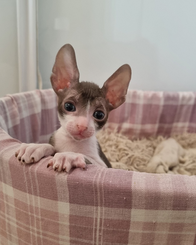 Ural Elemani Dream - Kitten cornish rex 1 month