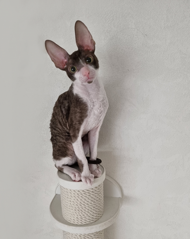 Ural Elemani Dream - Kitten cornish rex 3 months 2.5 weeks