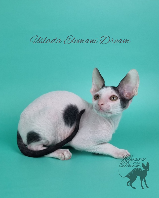 Uslada Elemani Dream - Kitten cornish rex 2 months 1 week