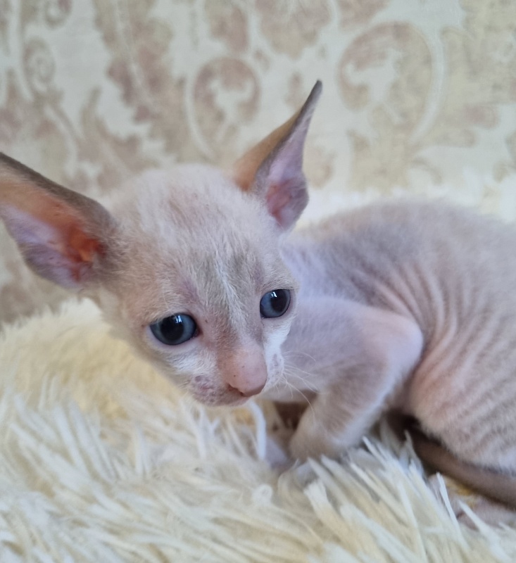 Undina Elemani Dream - Kitten cornish rex 4 weeks