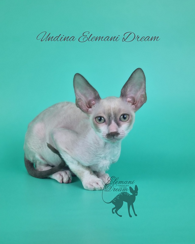 Undina Elemani Dream - Kitten cornish rex 2 months 1 week