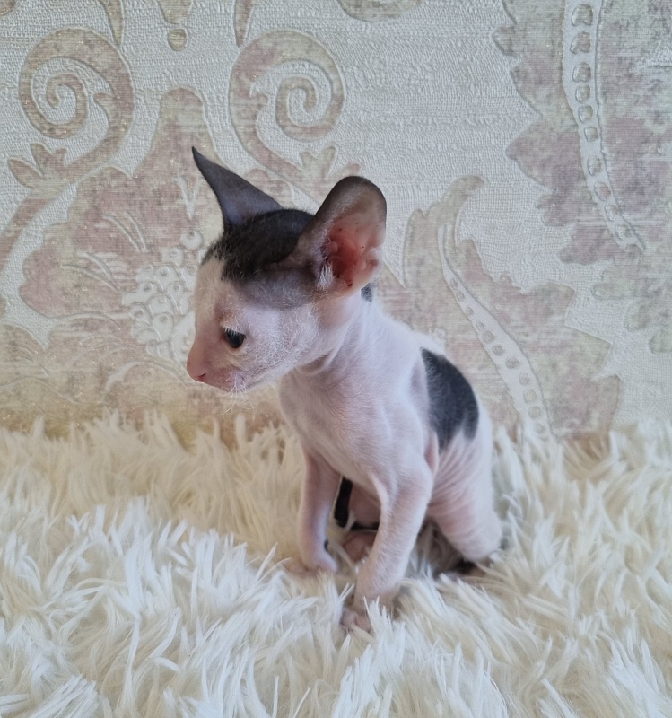 Utro Elemani Dream - Kitten cornish rex 4 weeks