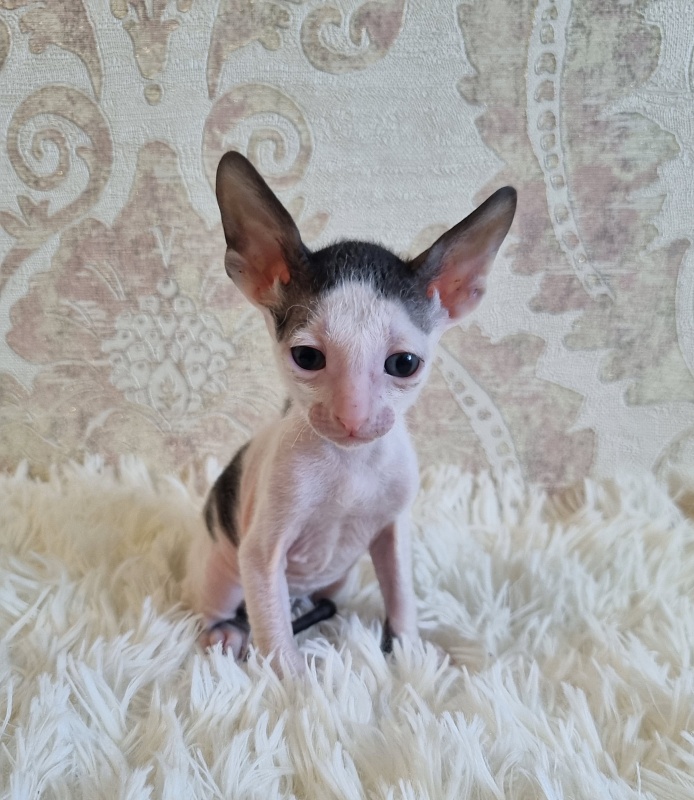 Utro Elemani Dream - Kitten cornish rex 4 weeks