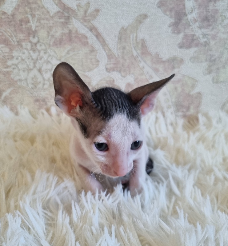 Utro Elemani Dream - Kitten cornish rex 4 weeks