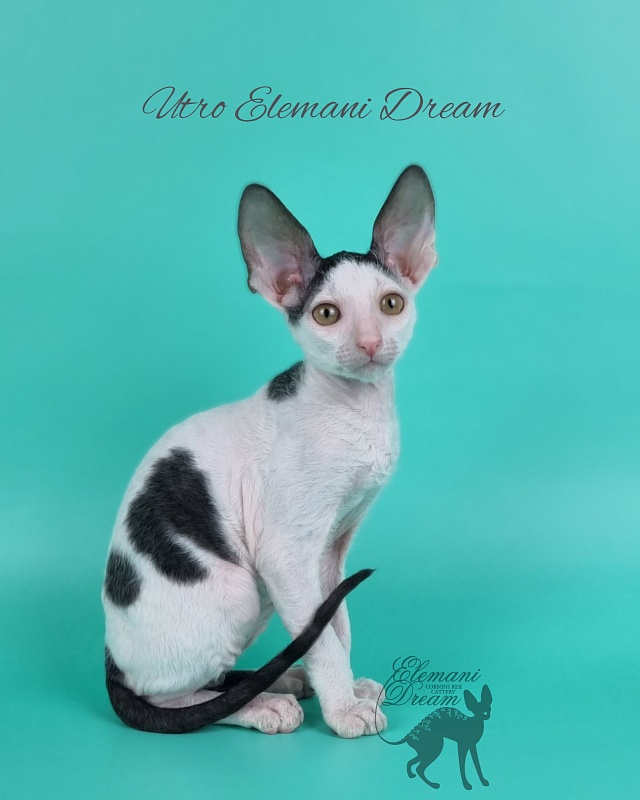 Utro Elemani Dream - Kitten cornish rex 2 months 1 week