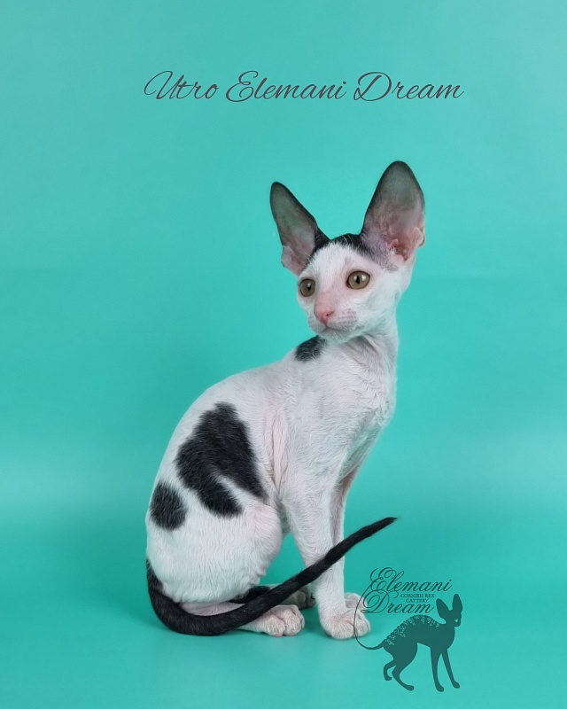 Utro Elemani Dream - Kitten cornish rex 2 months 1 week