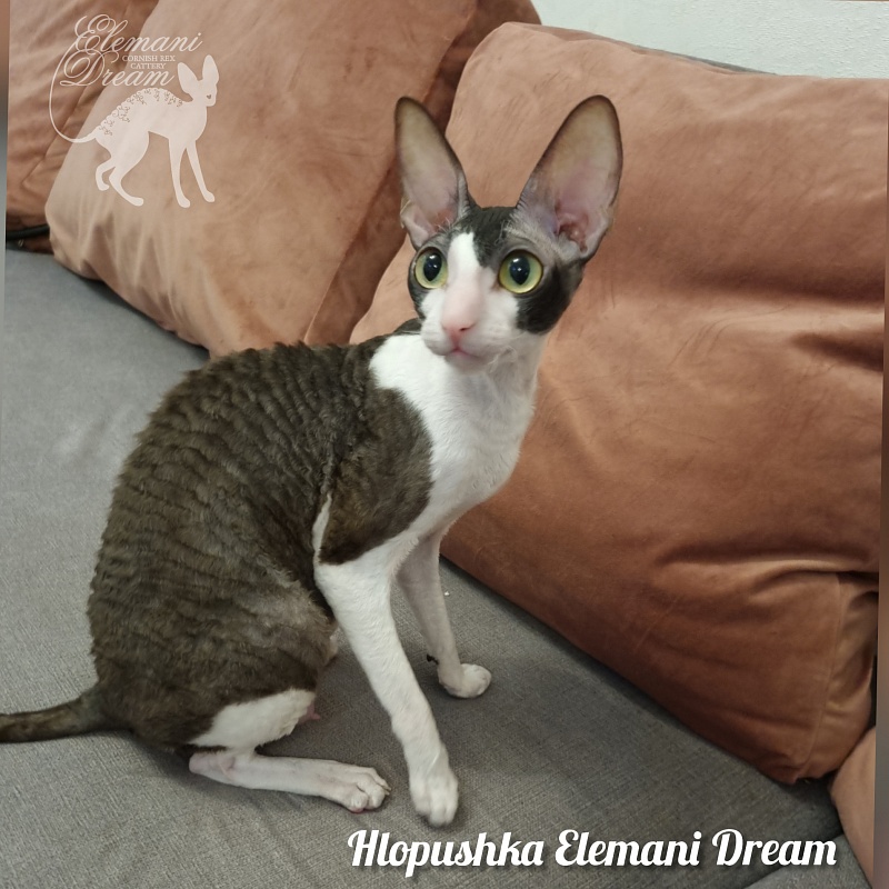 Hlopushka Elemani Dream - Adult cornish rex 2 years 5 months 3.5 weeks