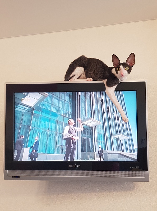 Hlopushka Elemani Dream - Adult cornish rex 1 year 0.5 weeks