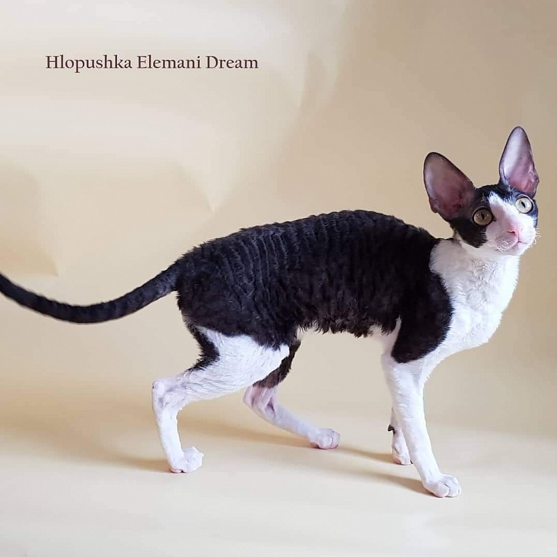 Hlopushka Elemani Dream - cornish rex