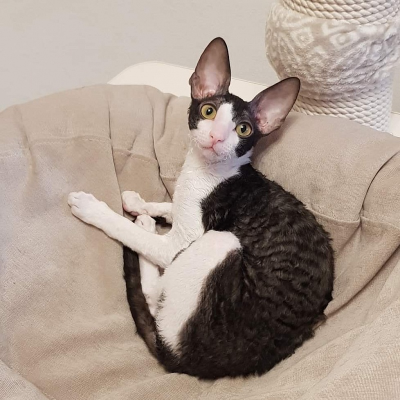 Hlopushka Elemani Dream - cornish rex